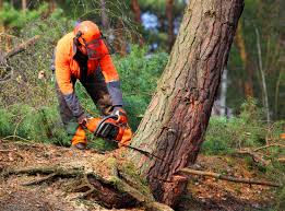 Best Tree Removal Services  in Kamiah, ID